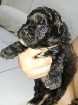 Puppy Mini Pom mixed Shipoo