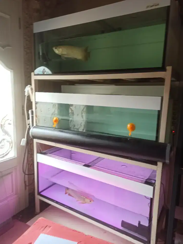 Aquarium Arwana