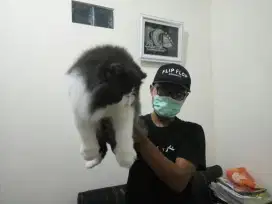 Grooming kucing (panggilan kerumah)
