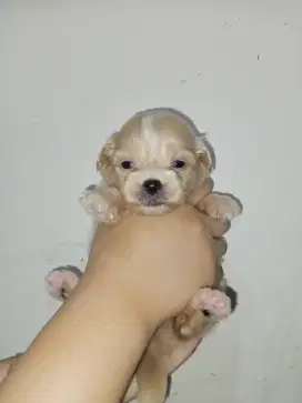 Puppy Mini Pom mixed Shipoo