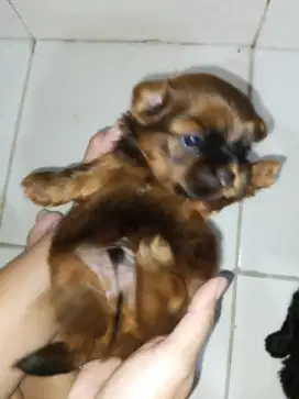 Puppy Mini Pom mixed Shipoo
