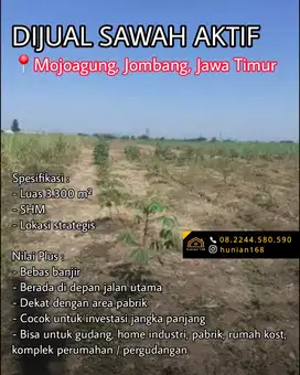Tanah Sawah Aktif Produktif Raya Propinsi Mojoagung Jombang Jawa Timur