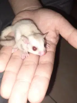 Sugar Glider Creamino betina, mata ruby