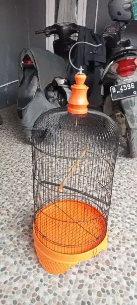 Kandang burung lovebird / kenari
