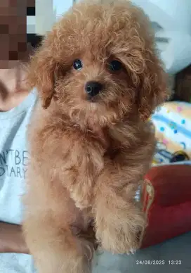 Tiny poodle fawn jantan, vaksin