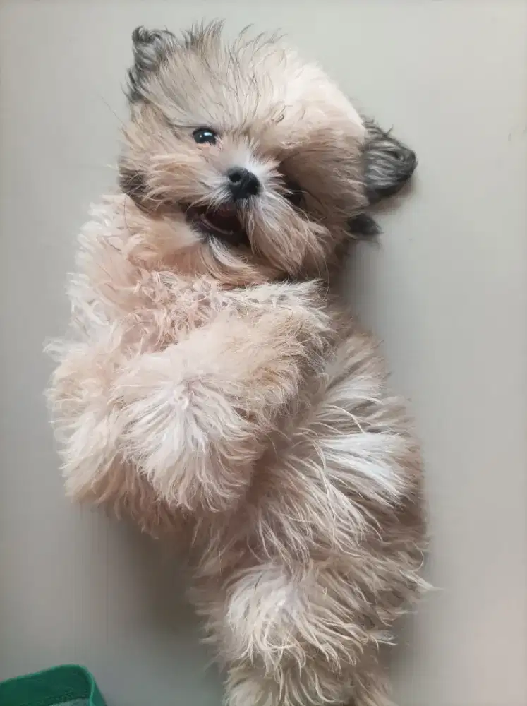 Shih Tzu puppies teacup mini