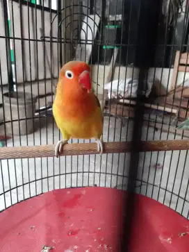 Lovebird euwing green burung aja
