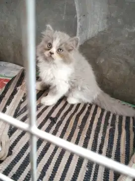 Kucing lucu kitten