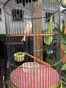 burung kenari putih jantan gacor