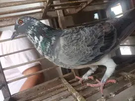 Burung Dara/Merpati
