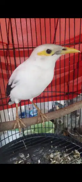 Murai batu putih gacor