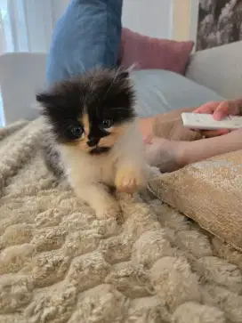 Kitten usia dua bulan