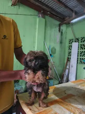 Anakan shipom lincah sehat sudah obat cacing