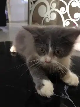 OPEN ADOPTS PERSIA MEDIUM(JANTAN,4bln)