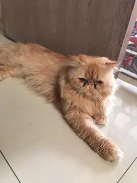 OPEN ADOPTS PEAKNOSE LONGHAIR