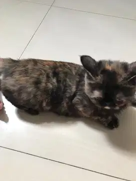 OPEN ADOPTS ESOTIC ESH(BETINA/3,5bln)