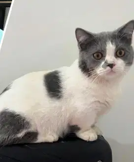 Kucing british shorthair munchkin bsh british short hair