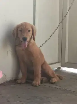 Golden retriever puppies