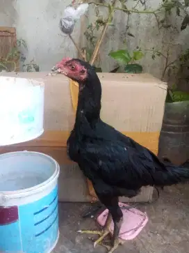 Ayam kampung silangan