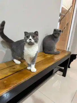 Kucing Scottish fold X BSH british shorthair jantan