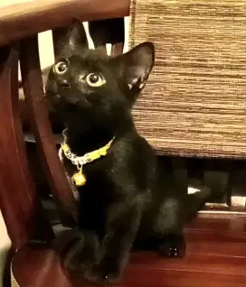 Kucing Luna (Kitten Black Solid)