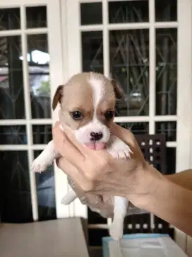 Open Adopt Anjing Betina Cihuahua DOB JULI 25