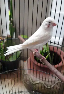 Burung kenari putih polos paud jantan