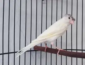 Burung kenari putih jambul jantan paud
