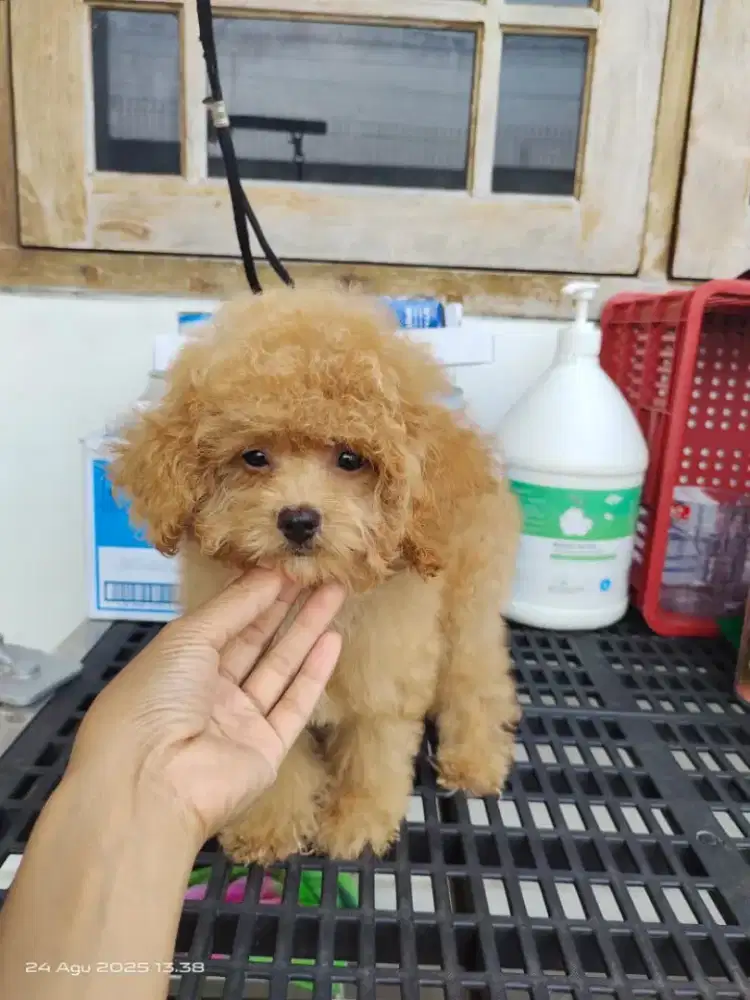 Tiny Poodle Fawn Jantan Vaksin
