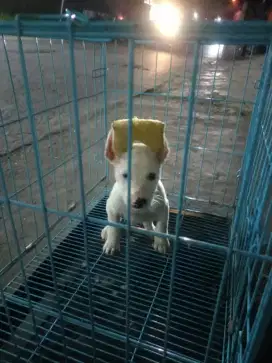 Pitbul jantan Anjing