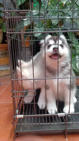 Anakan Husky Betina Stambum Vaksin
