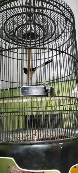 Burung Muraibatu medan