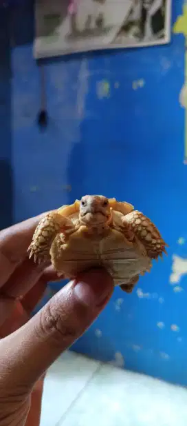 Sulcata size 6-7 cm