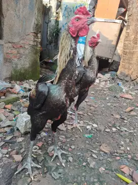 Ayam bangkok tebet