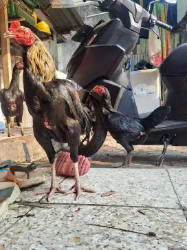 Ayam bangkok sepasang
