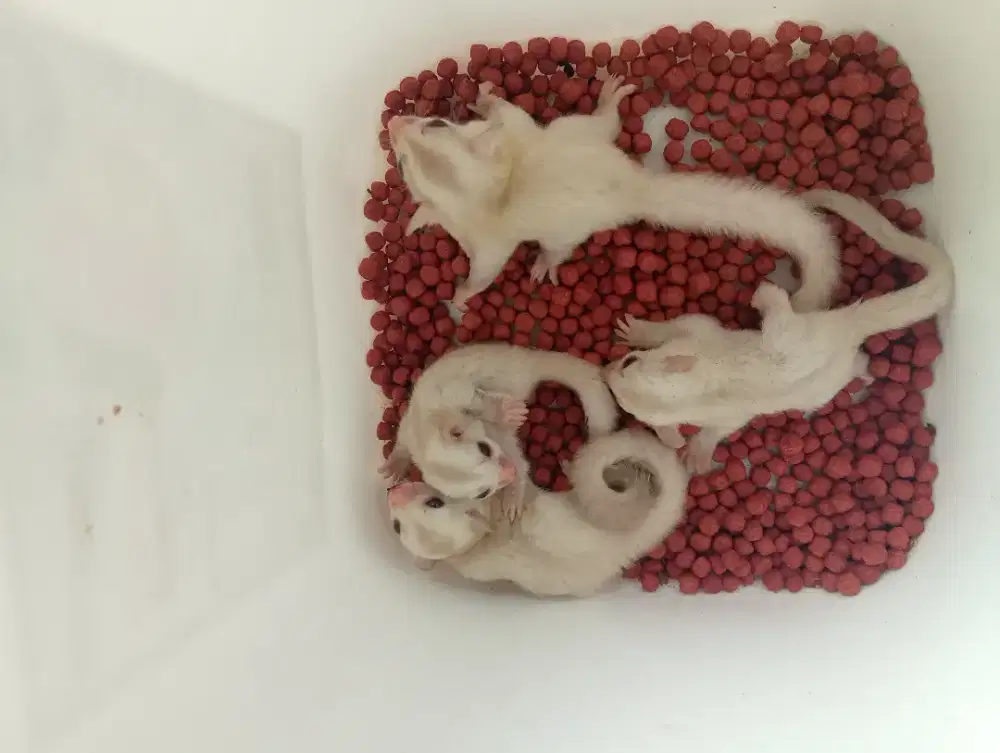 Sugar glider Creamino Jantan
