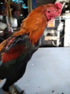 JUAL AJA AYAM BANGKOK KESAYANGAN