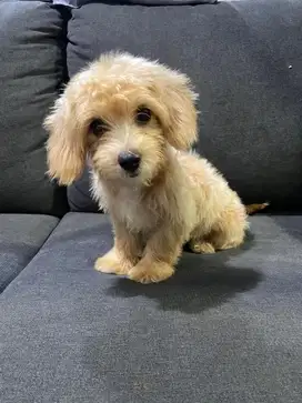 Anak anjing maltipo jantan dan betina
