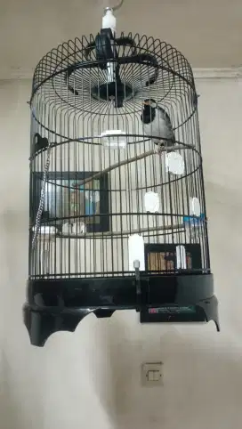 JALAK SUREN GACOR