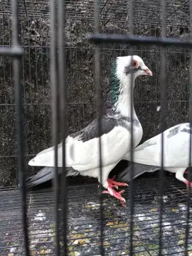Merpati siap Produksi