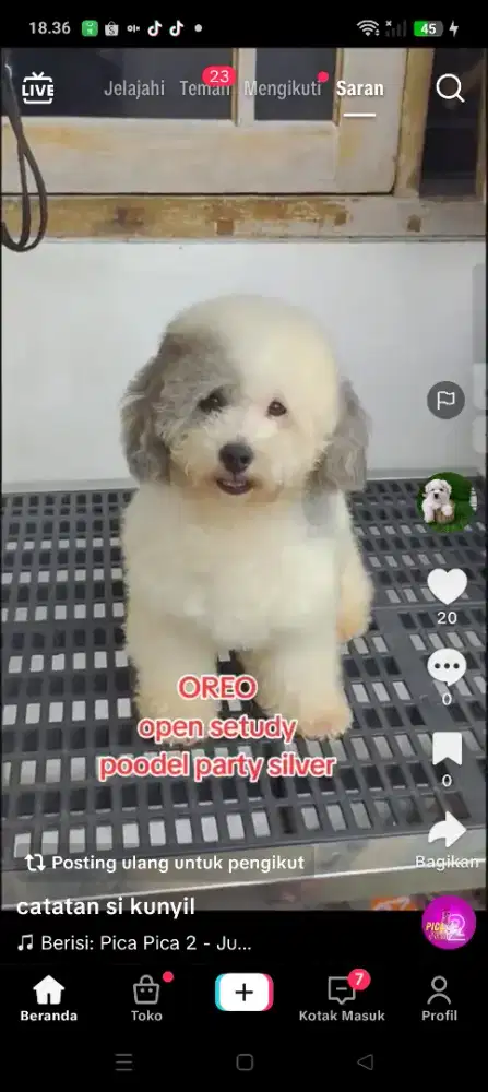 OPEN STUD PARTI TOY POODLEusi