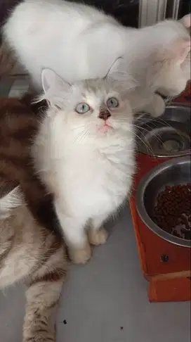 OPEN ADOPT KITTEN
