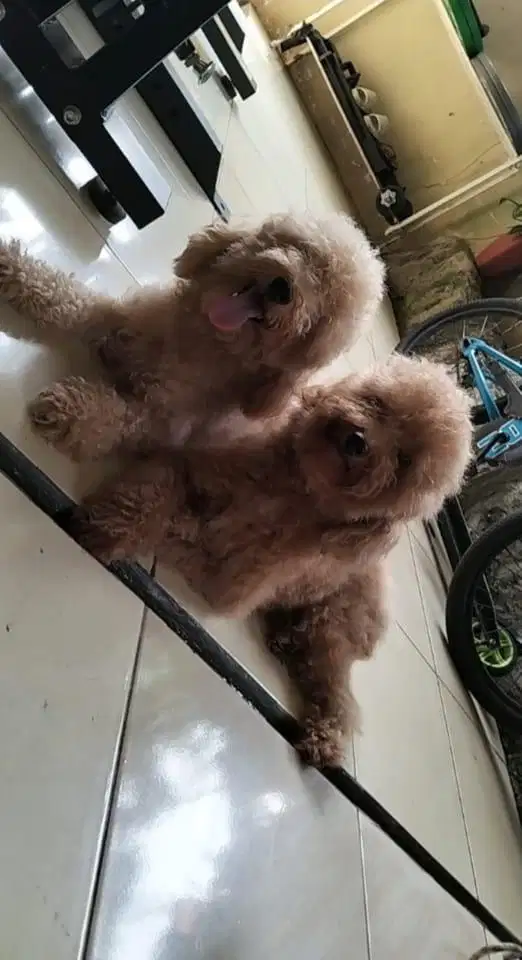 Anjing Poodle - sepasang