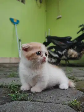 Gaelic ceper jantan anakan sendiri