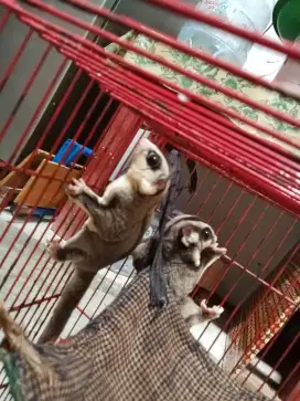 Jual Sugar Glider CG jantan (Dewasa)
