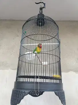 LOVEBIRD TOPENG JOSSAN RAJIN FULLSET SANGKAR IMPORT TEBAL