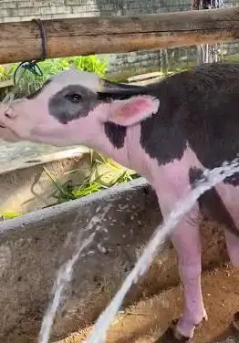 kerbau belang jantan 3 tahunan langka corak exotik siap koleksi manteb