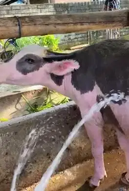 kerbau belang jantan langka 3 tahunan koleksi unik exotik siap kirim2