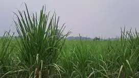 Dekat Lokasi Relegius & Candi cocok untuk investasi
