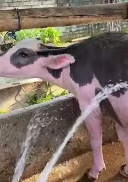 kerbau belang bule hitam putih 3 tahunan koleksian exotik unik langka